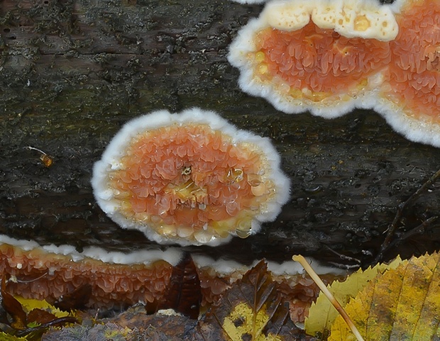 povlačník oranžový Leucogyrophana mollusca (Fr.) Pouzar