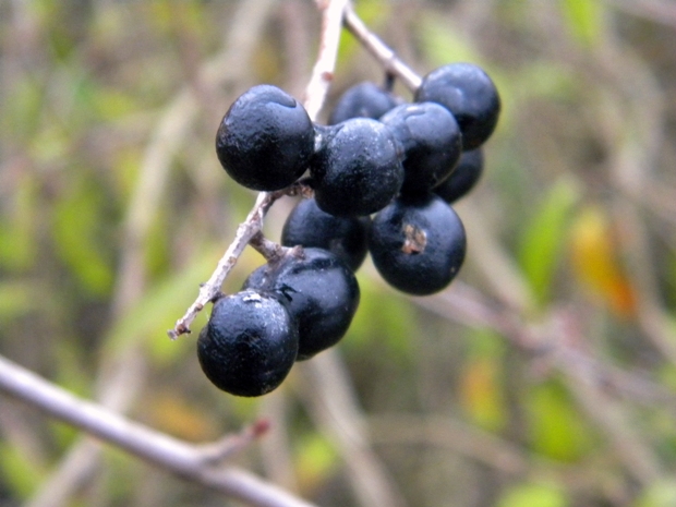 zob vtáčí Ligustrum vulgare L.