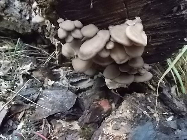 hliva ustricovitá Pleurotus ostreatus (Jacq.) P. Kumm.