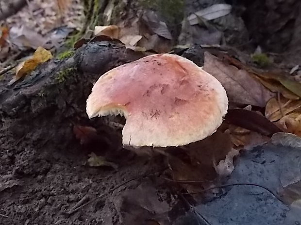 pavučinovec Cortinarius sp.