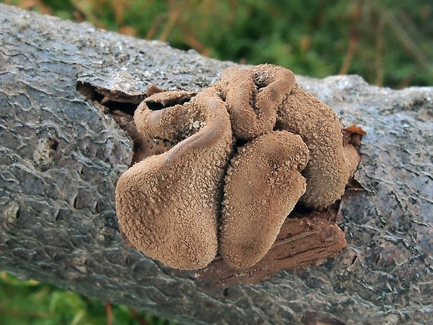 dutinovka otrubnatá Encoelia furfuracea (Roth) P. Karst.