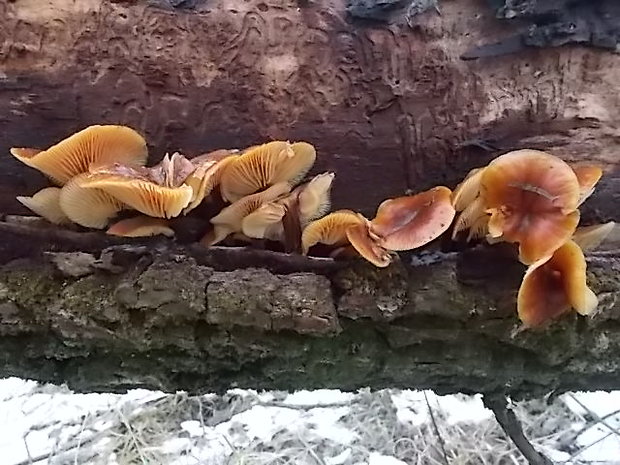 plamienka Flammulina sp.