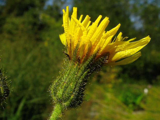 mlieč močiarny Sonchus palustris L.