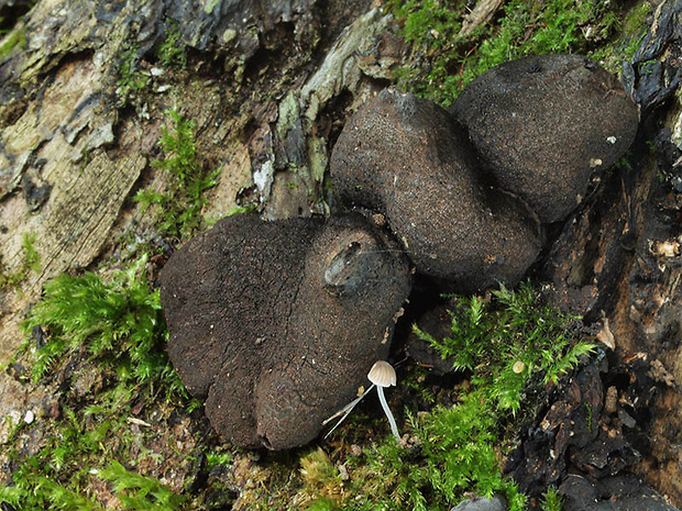 drevnatec Xylaria sp.