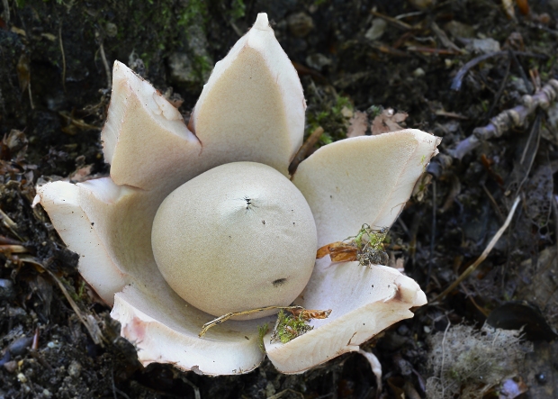 hviezdovka Geastrum sp.