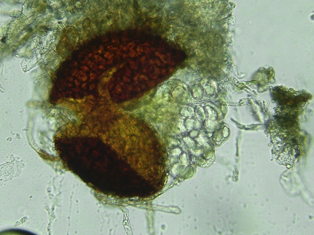 múčnatka skorocelová Golovinomyces sordidus (L. Junell) V.P. Heluta