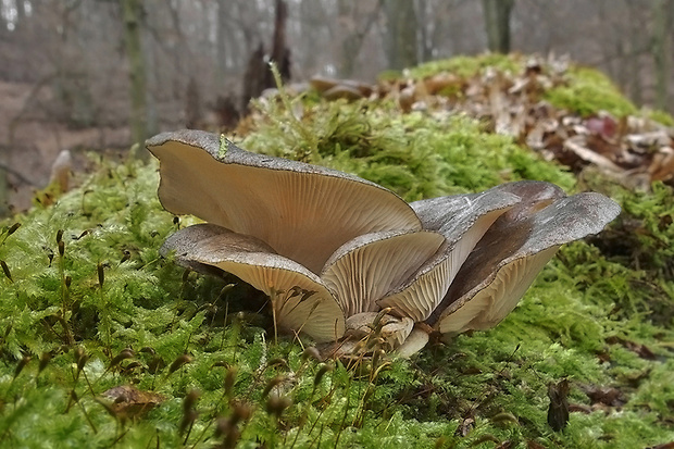 pňovka neskorá Sarcomyxa serotina (Pers.) P. Karst.