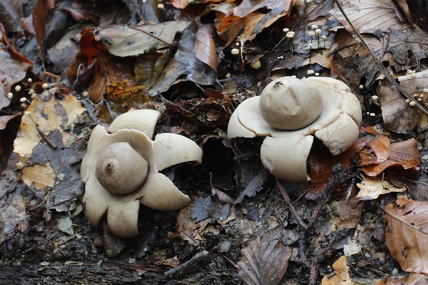 hviezdovka trojitá Geastrum triplex Jungh.