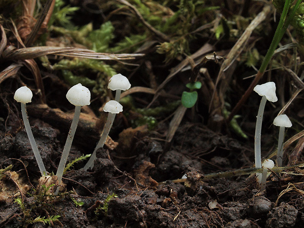 prilbovec Hemimycena sp.