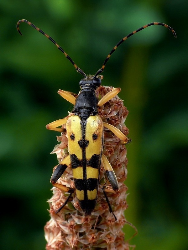 fuzáč škvrnitý (sk) / tesařík skvrnitý (cz) Leptura maculata Poda, 1761