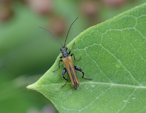 stehnáč Oedemera podagrariae