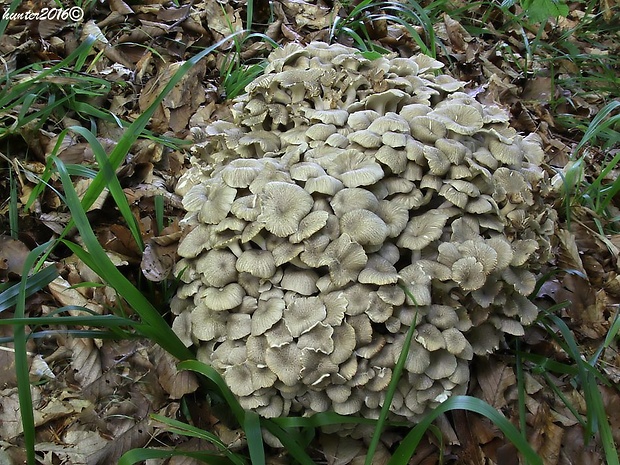 trúdnik klobúčkatý Polyporus umbellatus (Pers.) Fr.