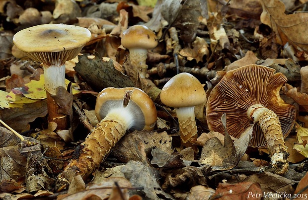 pavučinovec mazľavý Cortinarius trivialis J.E. Lange