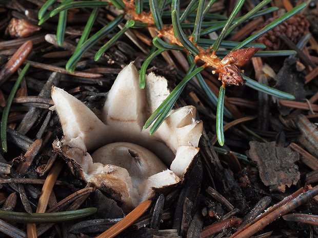 hviezdovka strapkatá Geastrum fimbriatum Fr.