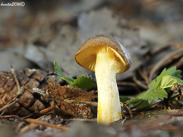 šťavnačka mrazová Hygrophorus hypothejus (Fr.) Fr.