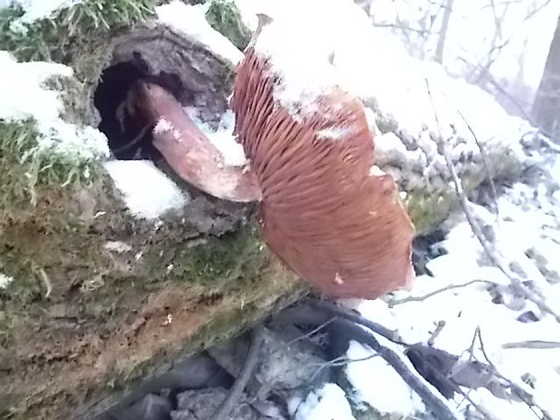 šupinovka Pholiota sp.