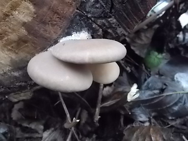 hliva ustricovitá Pleurotus ostreatus (Jacq.) P. Kumm.