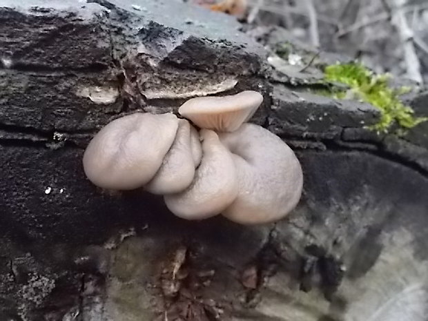 hliva ustricovitá Pleurotus ostreatus (Jacq.) P. Kumm.