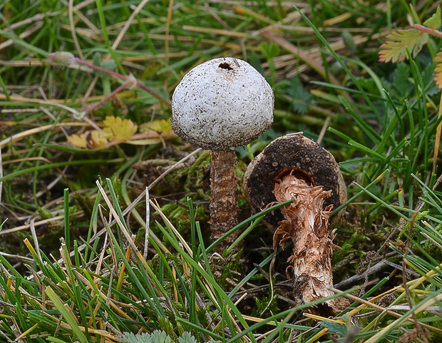 stopkovec vláknitý Tulostoma cf. fimbriatum Fr.