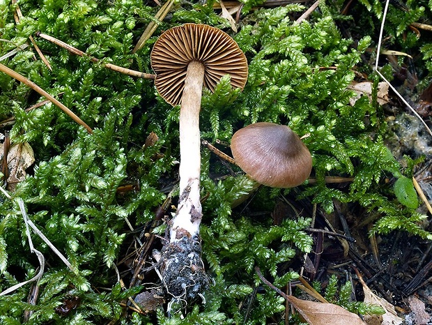 pavučinovec Bonov Cortinarius bonii Bidaud, Moënne-Locc. & Reumaux