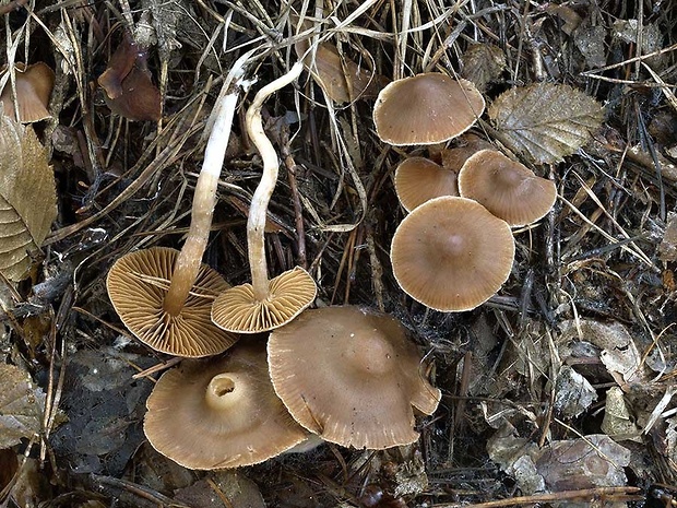 pavučinovec tvrdotupý Cortinarius duracinobtusus Rob. Henry