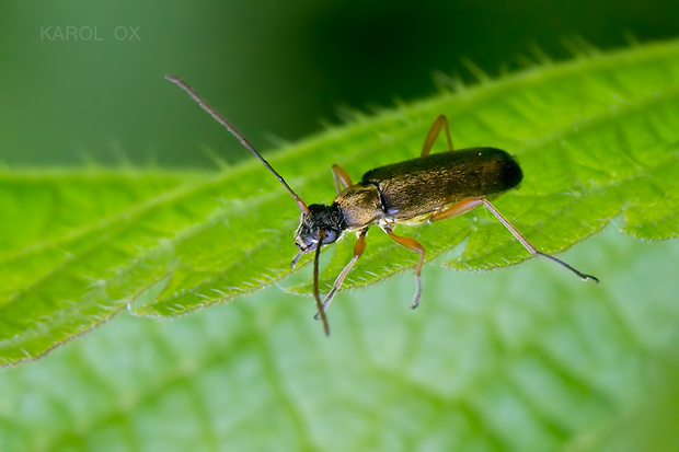 fuzáč Grammoptera ustulata