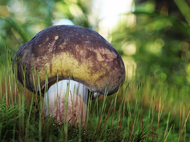 plávka fialovohlúbiková Russula violeipes Quél.