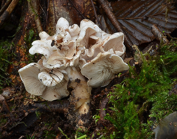 strmuľka Clitocybe sp.