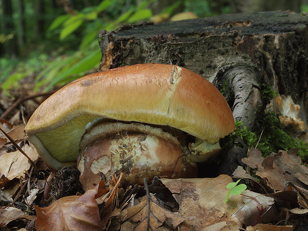 pavučinovec Cortinarius sp.