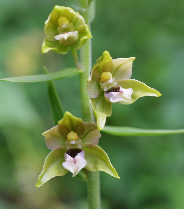 kruštík širokolistý pravý Epipactis helleborine subsp. helleborine (L.) Crantz