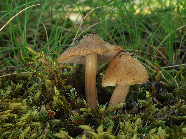 vláknica Inocybe sp.