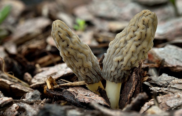 smrčok pražský Morchella pragensis Smotl.