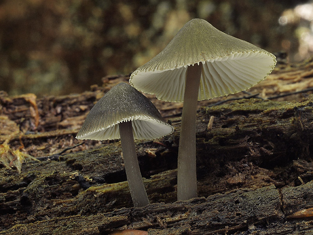 prilbička Mycena sp.