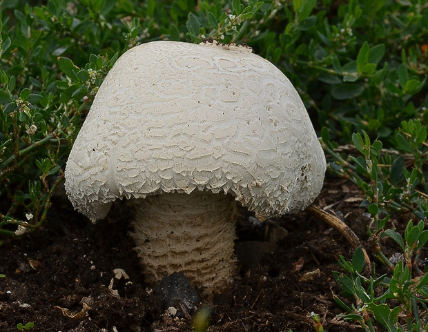 muchotrávka Vittadiniho Amanita vittadinii (Moretti) Vittad.