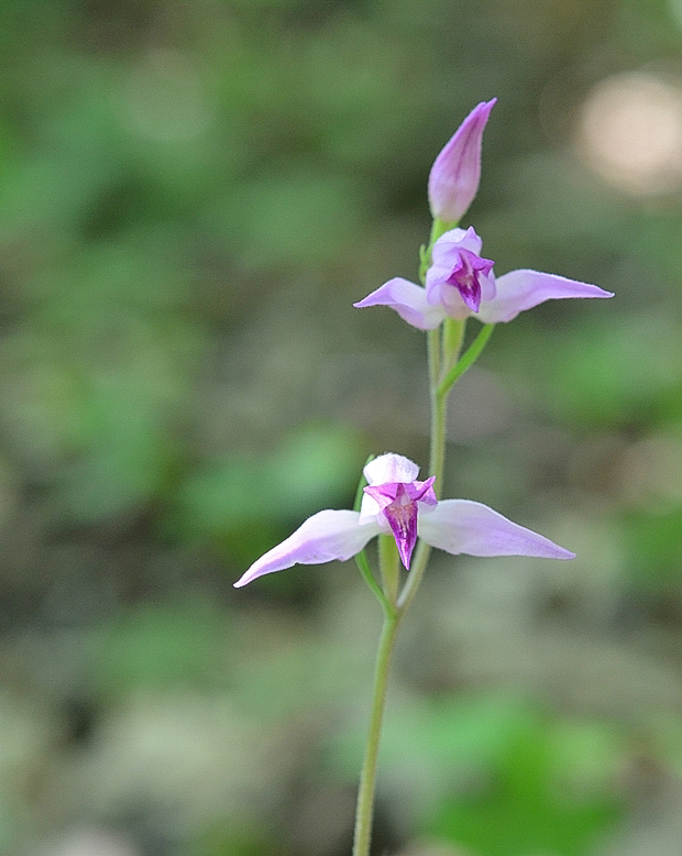 prilbovka červená Cephalanthera rubra (L.) Rich.