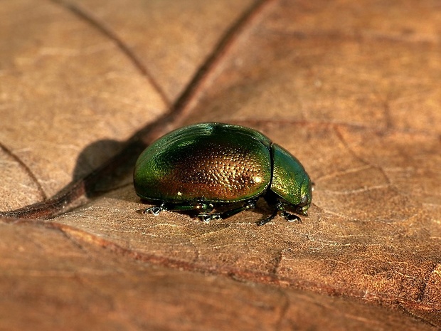 liskavka mätová (sk) / mandelinka mátová (cz) Chrysolina herbacea Duftschmid, 1825