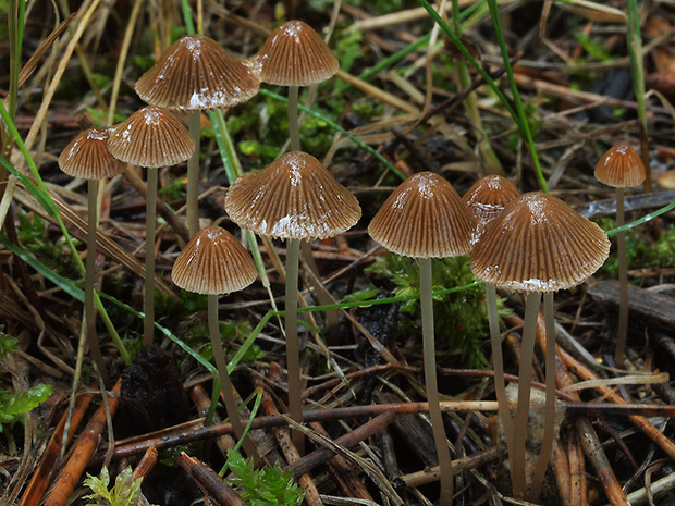 kapucňovec Conocybe sp.