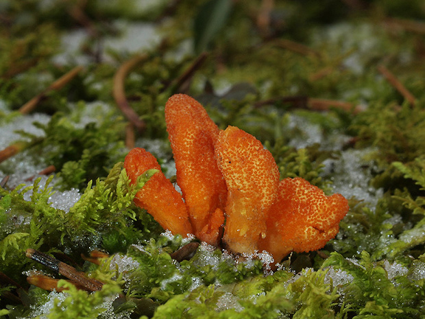 žezlovka hmyzová Cordyceps militaris (Fr.) Link