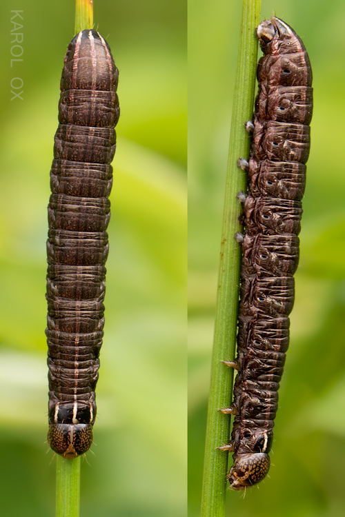 mora metlicová Tholera cespitis