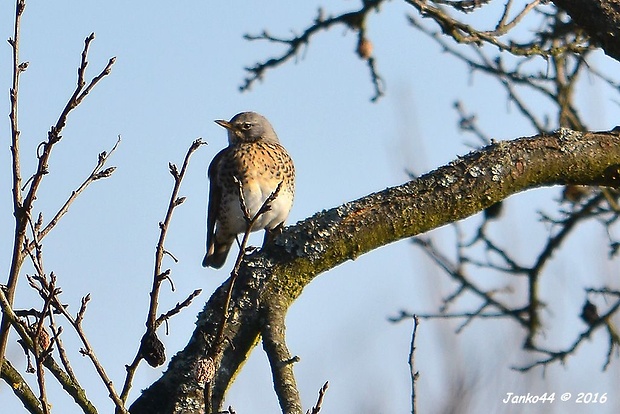 drozd čvíkotavý Turdus pilaris