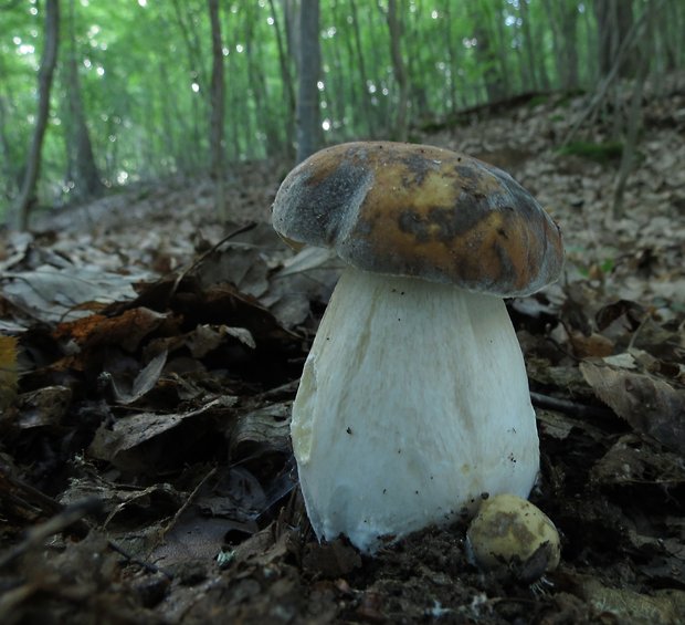 hríb bronzový Boletus aereus Bull. ex Fr.