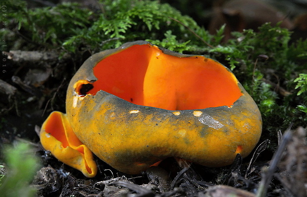 pohárovka ohnivá Caloscypha fulgens (Pers.) Boud.