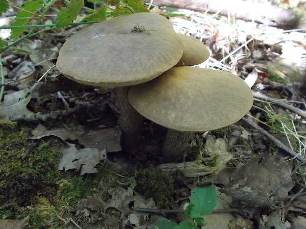 kozák topoľový Leccinum duriusculum (Schulzer ex Kalchbr.) Singer