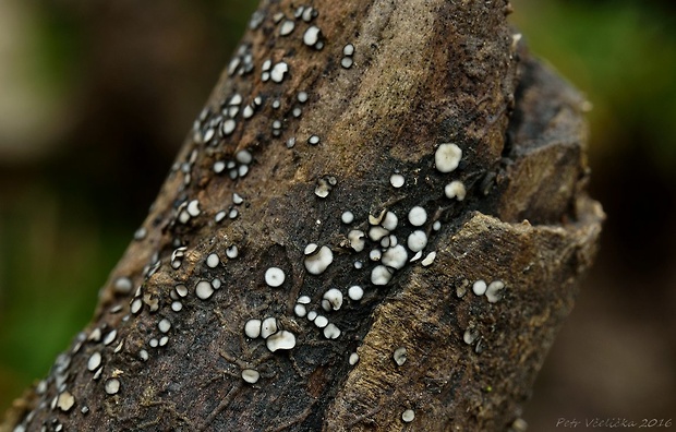 molízia Mollisia sp.