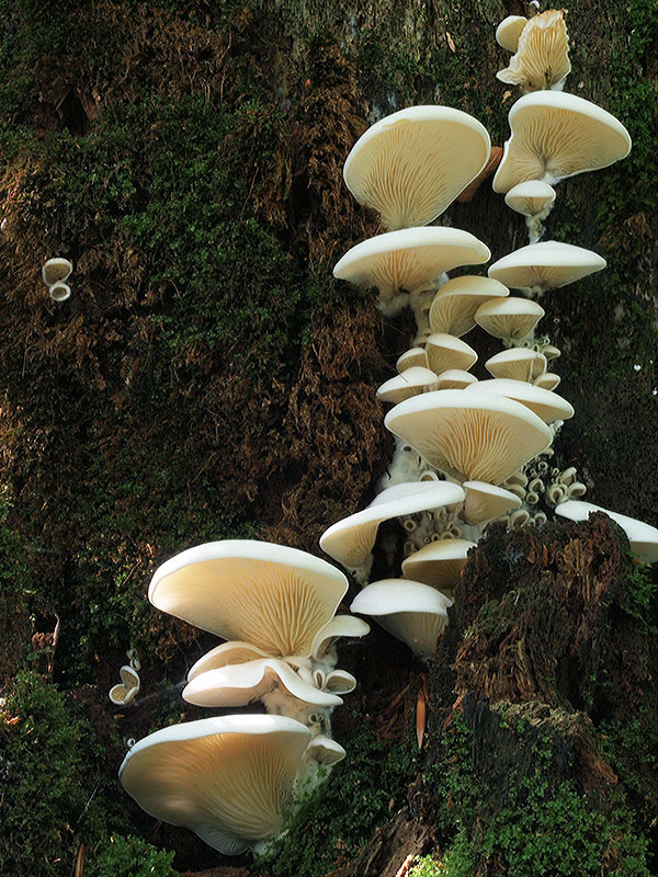 hlivuľa uškatá Pleurocybella porrigens (Pers.) Singer