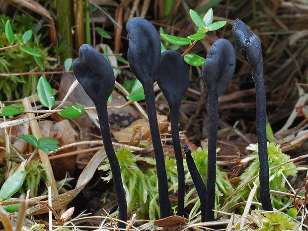 pajazýček chlpatý Trichoglossum hirsutum (Pers.) Boud.