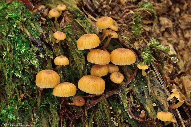 tanečnička zvončekovitá Xeromphalina campanella (Batsch) Maire