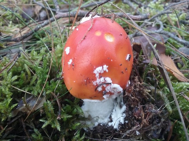 muchotrávka červená Amanita muscaria (L.) Lam.