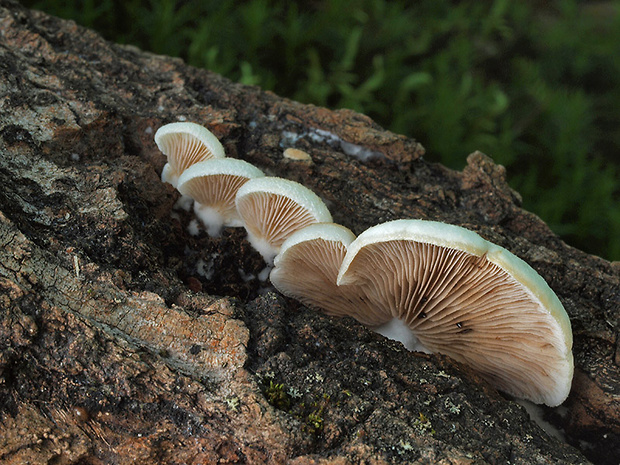 pahliva mäkká Crepidotus mollis (Schaeff.) Staude