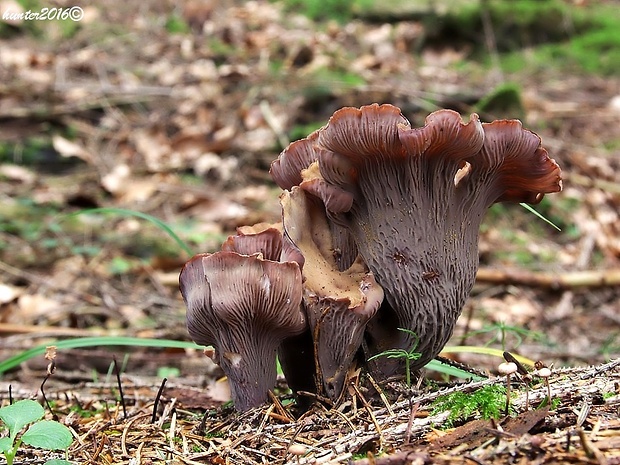 lievikovec kyjakovitý Gomphus clavatus (Pers.) Gray